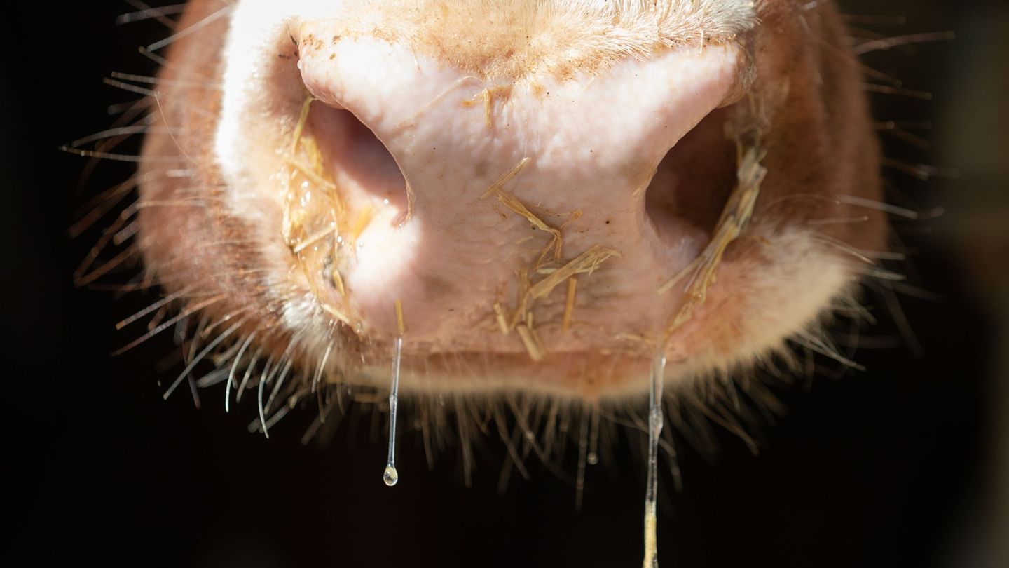 Eine aggressive Kuh attackierte den Mitarbeiter eines Bauernhofs. (Symbolbild) Foto: Friso Gentsch/dpa