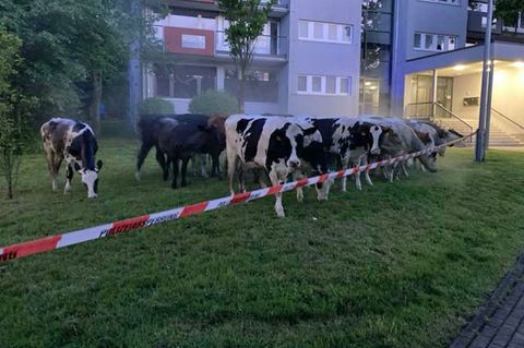 Der Landwirt, dem die Kühe gehören, konnte schnell ausfindig gemacht werden. Foto: -/Polizeipräsidium Nordhessen/dpa