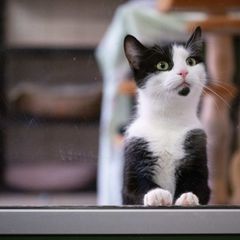 In Deutschland gibt es bislang keine allgemeine Chip- und Registrierungspflicht für alle Hunde und Katzen. Foto: Sebastian Kahne