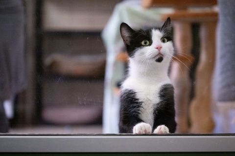 In Deutschland gibt es bislang keine allgemeine Chip- und Registrierungspflicht für alle Hunde und Katzen. Foto: Sebastian Kahne