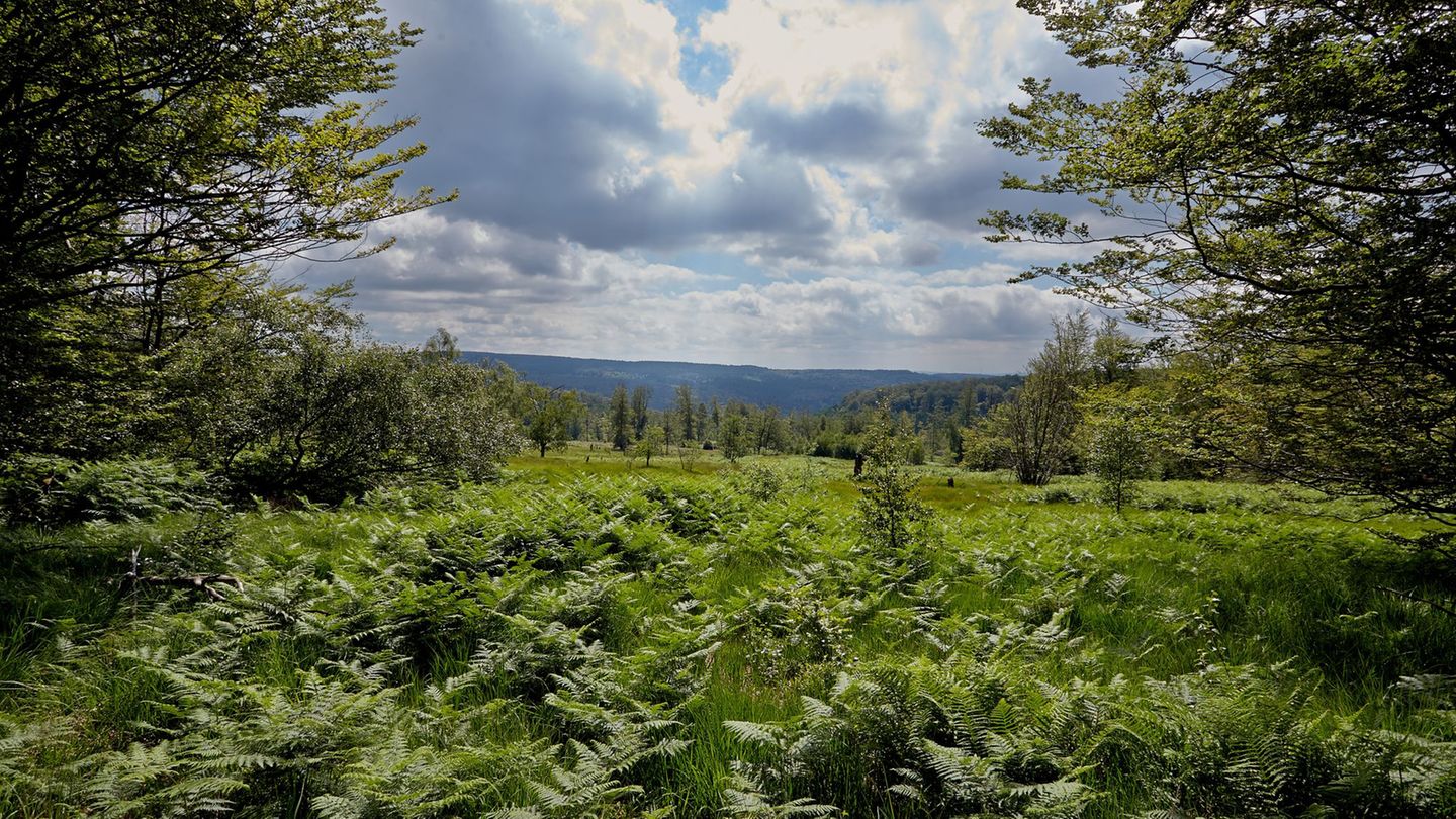 Der Nationalpark wurde vor elf Jahre eröffnet (Archivbild) Foto: Thomas Frey/dpa/dpa-tmn