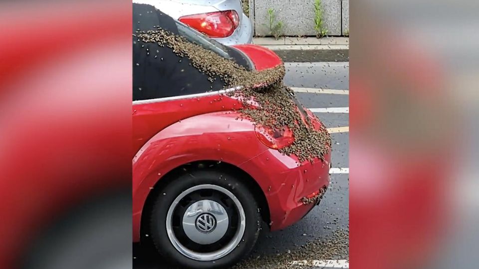 Ein Auto wird von einem Bienenschwarm belagert.