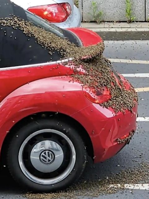 Ein Auto wird von einem Bienenschwarm belagert.