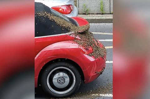 Ein Auto wird von einem Bienenschwarm belagert.