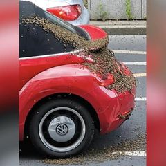 Ein Auto wird von einem Bienenschwarm belagert.