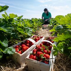Rund ein Viertel der Saisonarbeiter in der sächsischen Landwirtschaft kommt aus dem Ausland. (Archivbild) Foto: Hendrik Schmidt/