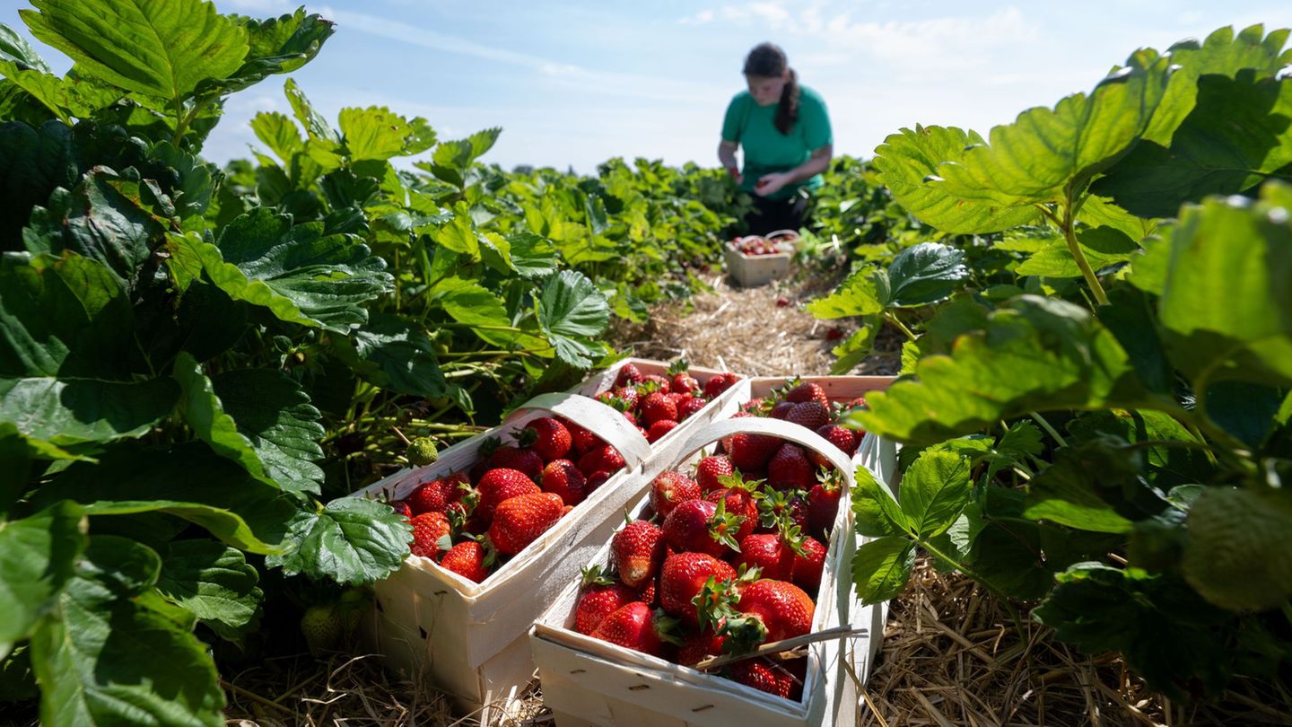 Rund ein Viertel der Saisonarbeiter in der sächsischen Landwirtschaft kommt aus dem Ausland. (Archivbild) Foto: Hendrik Schmidt/