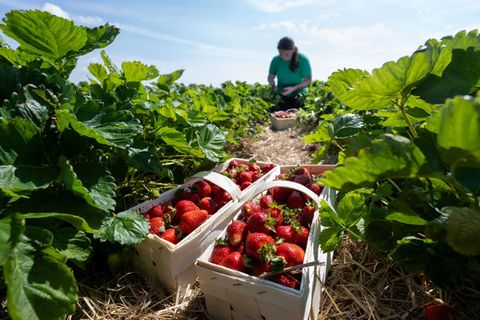 Rund ein Viertel der Saisonarbeiter in der sächsischen Landwirtschaft kommt aus dem Ausland. (Archivbild) Foto: Hendrik Schmidt/