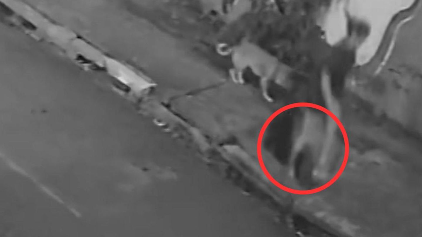 Verkehrskamera filmt Unfall: Frau führt Hund spazieren – und stürzt plötzlich in Abwasserkanal