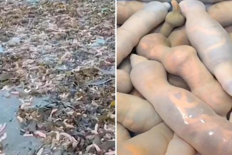 Penisfische am Strand (l.) und in der Nahaufnahme (r.)