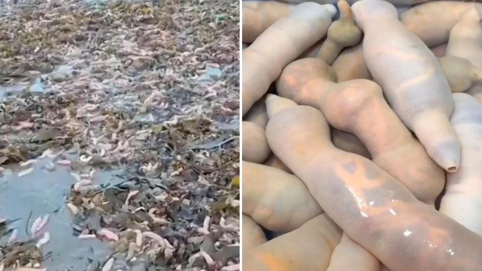 Penisfische am Strand (l.) und in der Nahaufnahme (r.)