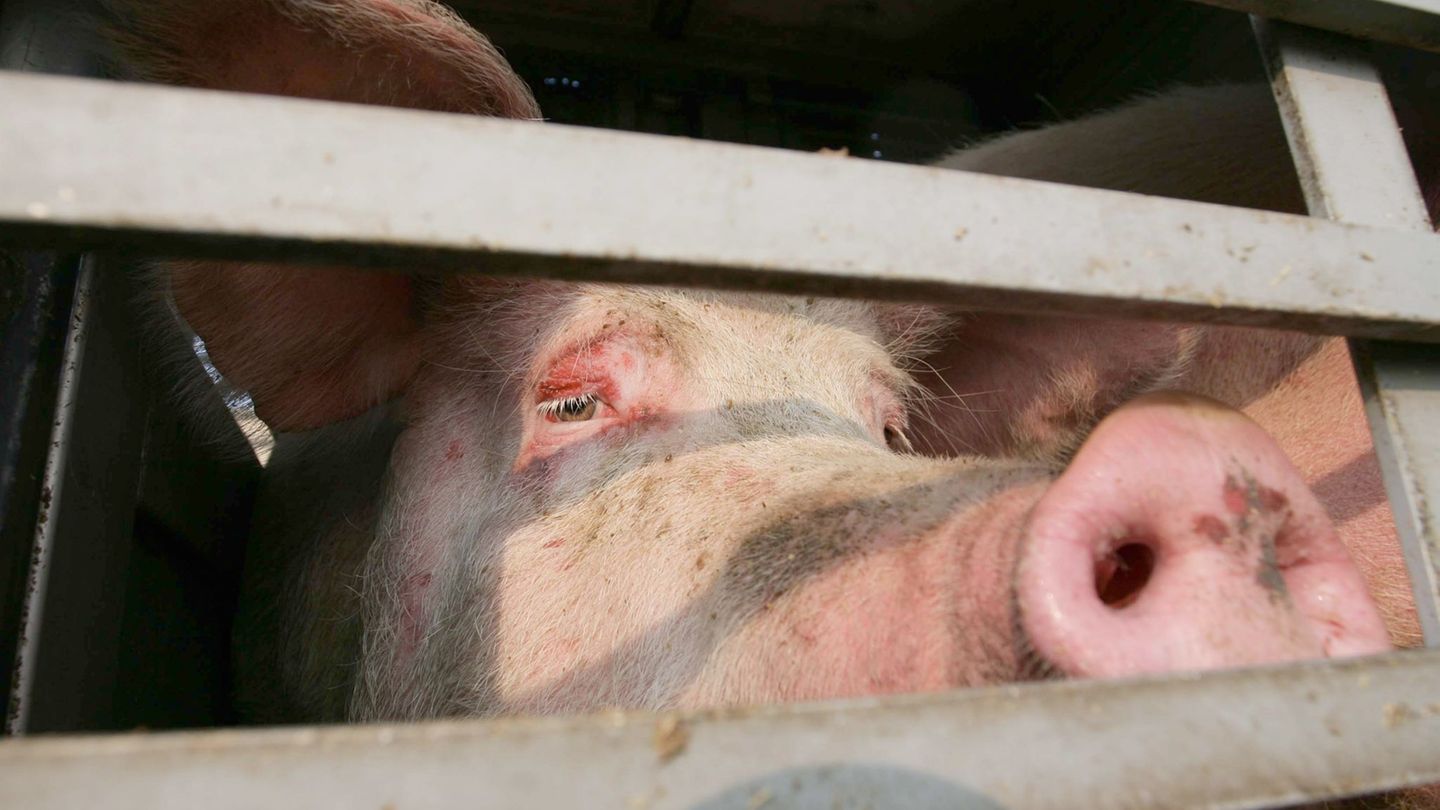 Mehrere Schweine sind aus einem Tiertransporter gefallen. (Symbolbild) Foto: Peter Steffen/dpa