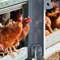 Der Landkreis Dahme-Spreewald hebt bestimmte Beschränkungen wegen der Tierseuche Newcastle-Krankheit auf. (Archivbild) Foto: Soe