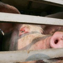 Mehrere Schweine sind aus einem Transporter gefallen. (Symbolbild) Foto: Peter Steffen/dpa