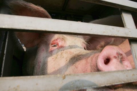 Mehrere Schweine sind aus einem Transporter gefallen. (Symbolbild) Foto: Peter Steffen/dpa