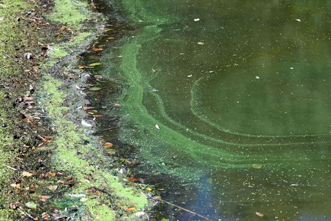Grün-blaue Schlieren an der Wasseroberfläche sind ein Indiz für Blaualgen. (Symbolbild) Foto: Uwe Zucchi/dpa