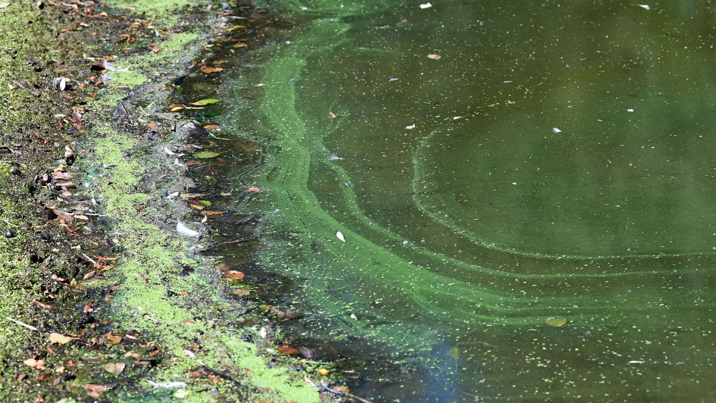 Grün-blaue Schlieren an der Wasseroberfläche sind ein Indiz für Blaualgen. (Symbolbild) Foto: Uwe Zucchi/dpa