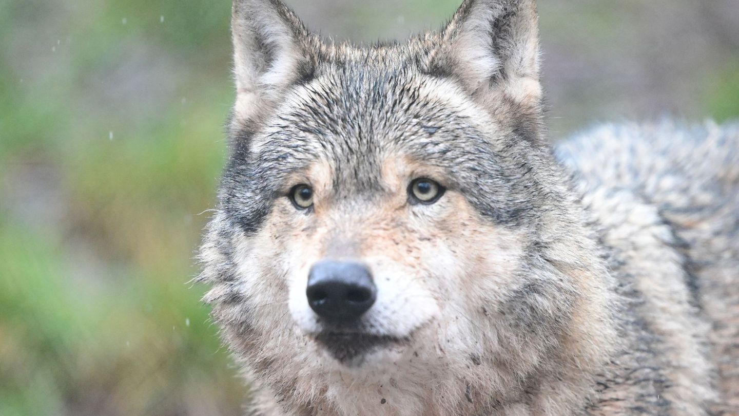 Der Hamburger Wolf aus der Einkaufspassage in Altona war bei weitem nicht der erste in der Stadt. (Archivbild) Foto: Bernd Weißb