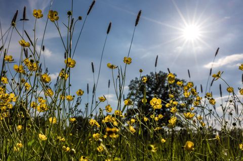 In Berlin und Brandenburg werden am Wochenende die 30 Grad erreicht. Foto: Frank Hammerschmidt/dpa