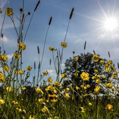 In Berlin und Brandenburg werden am Wochenende die 30 Grad erreicht. Foto: Frank Hammerschmidt/dpa