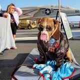 Ein Hund ist als Top Gun Hauptfigur Maverick verkleidet