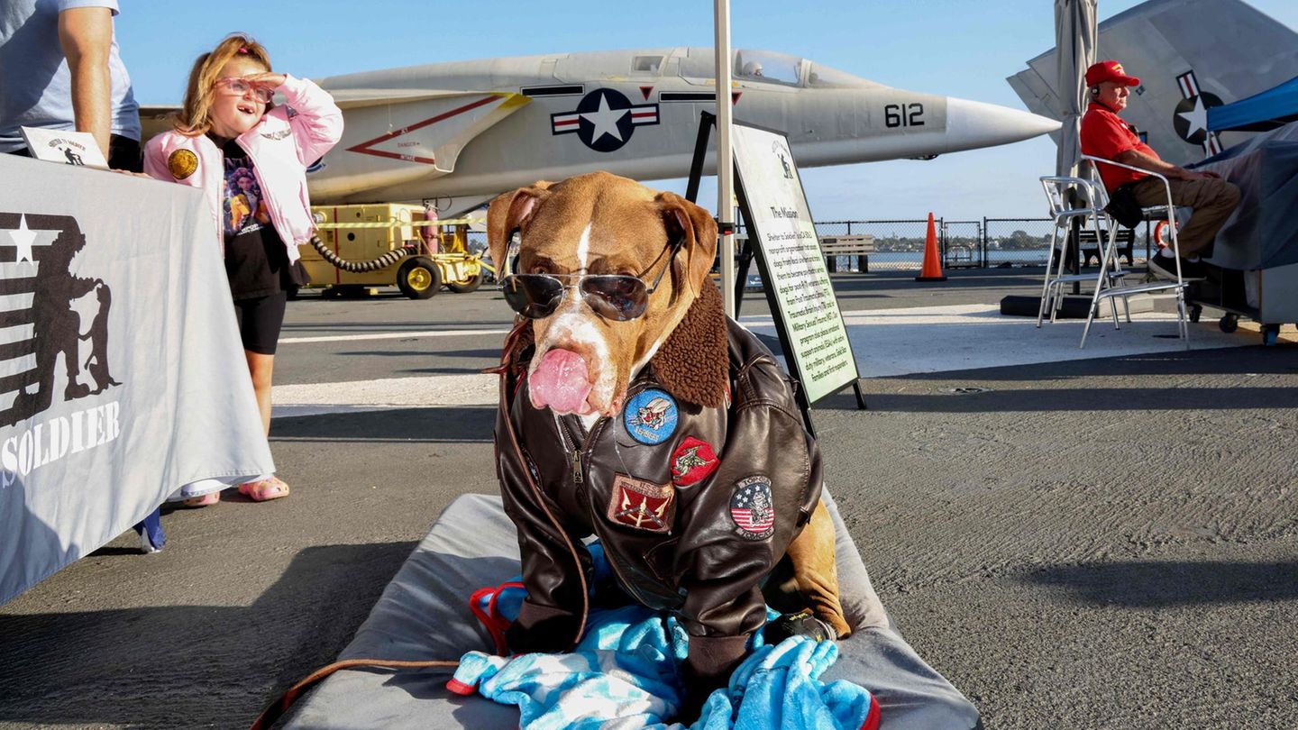 Ein Hund ist als Top Gun Hauptfigur Maverick verkleidet