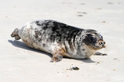 Hinter den beiden einst geschwächten Kegelrobben liegen mehrere Wochen Vollpension und Aufzucht in der Seehundstation Norddeich.