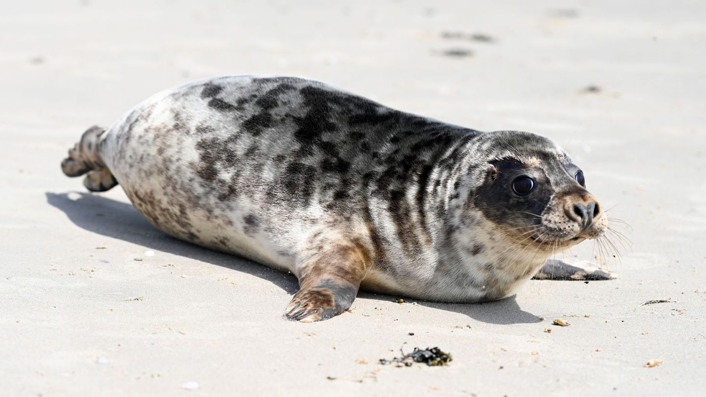 Hinter den beiden einst geschwächten Kegelrobben liegen mehrere Wochen Vollpension und Aufzucht in der Seehundstation Norddeich.