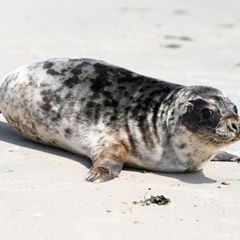 Hinter den beiden einst geschwächten Kegelrobben liegen mehrere Wochen Vollpension und Aufzucht in der Seehundstation Norddeich.