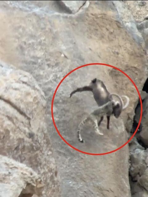 Schneeleopard attackiert Steinbock – und stürzt samt Beute Hang hinab