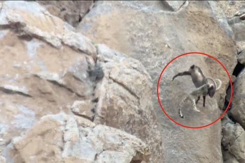 Schneeleopard attackiert Steinbock – und stürzt samt Beute Hang hinab