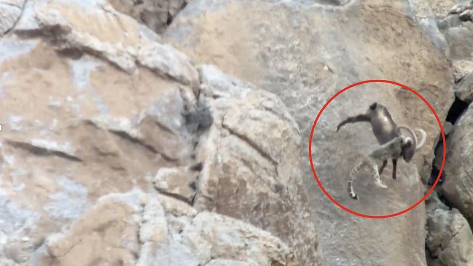 Schneeleopard attackiert Steinbock – und stürzt samt Beute Hang hinab