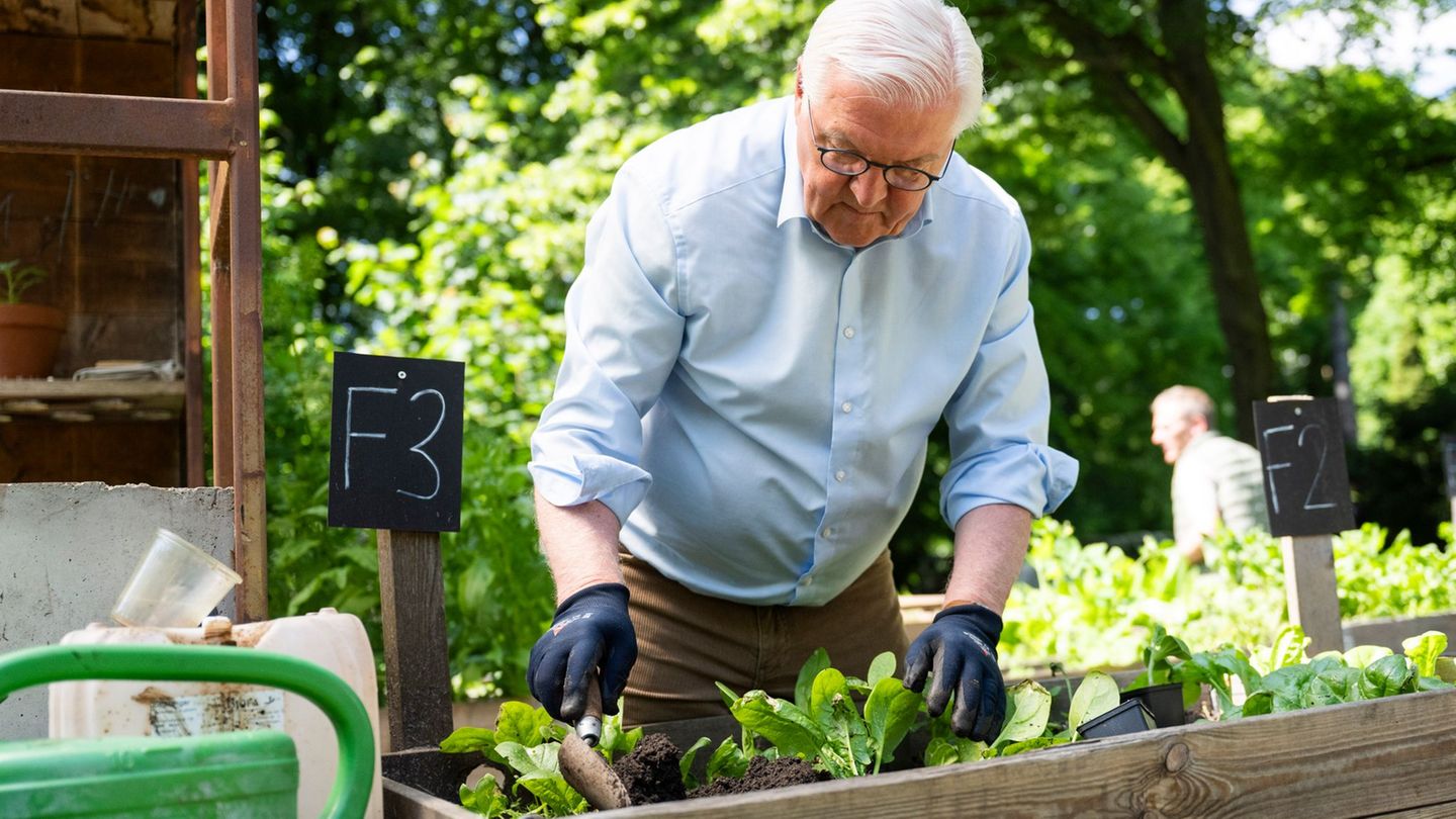 Steinmeier gärtnert in einem Hochbeet in Berlin-Neukölln. Foto: Christophe Gateau/dpa