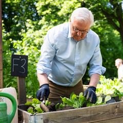 Steinmeier gärtnert in einem Hochbeet in Berlin-Neukölln. Foto: Christophe Gateau/dpa