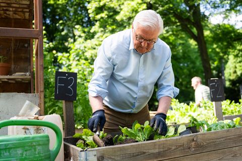 Steinmeier gärtnert in einem Hochbeet in Berlin-Neukölln. Foto: Christophe Gateau/dpa