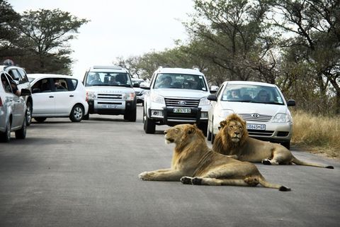 Kruger-Nationalpark