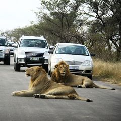Kruger-Nationalpark
