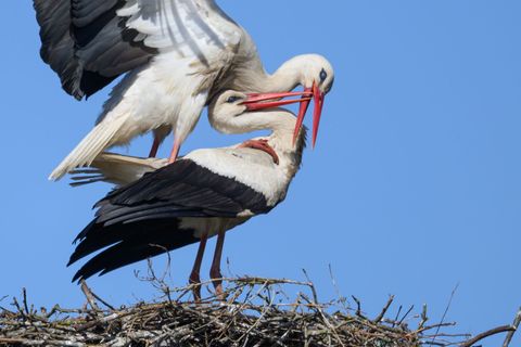 Seit 2018 nimmt die Anzahl an Weißstörchen nach Angaben des Nabu kontinuierlich zu. (Archivbild) Foto: Robert Michael/dpa