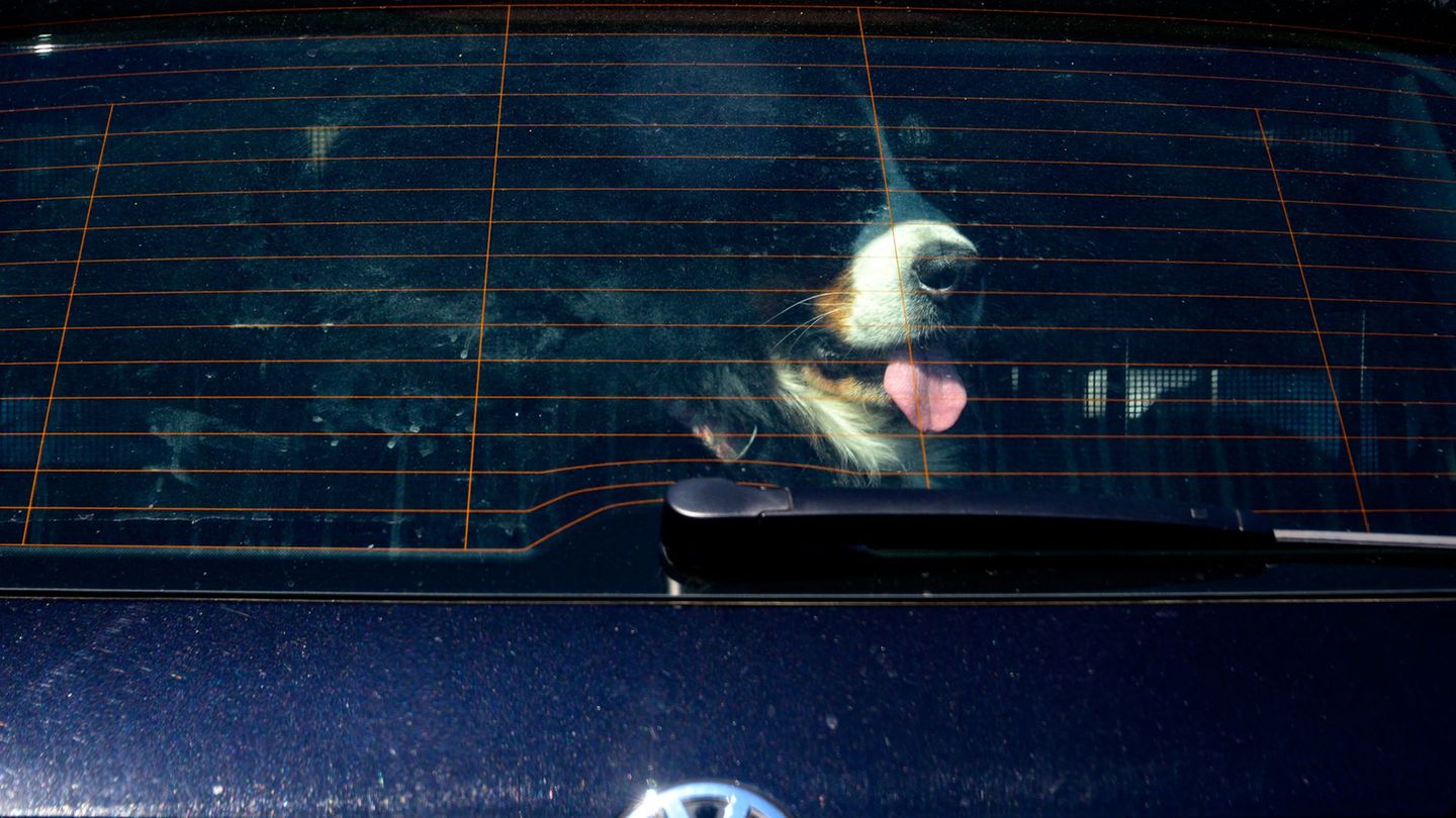Achtung Hundebesitzer: Vierpföter sollten bei Hitze nicht im geschlossenen Auto bleiben. (Symbolbild) Foto: Axel Heimken/dpa