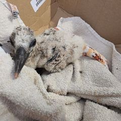 Den Sturz aus dem Nest hat dieses zwei Wochen alte Storchenküken überlebt: Feuerwehrleute retteten es vom Kirchendach in Freinsh