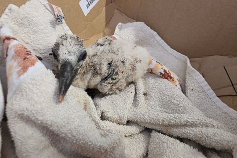 Den Sturz aus dem Nest hat dieses zwei Wochen alte Storchenküken überlebt: Feuerwehrleute retteten es vom Kirchendach in Freinsh