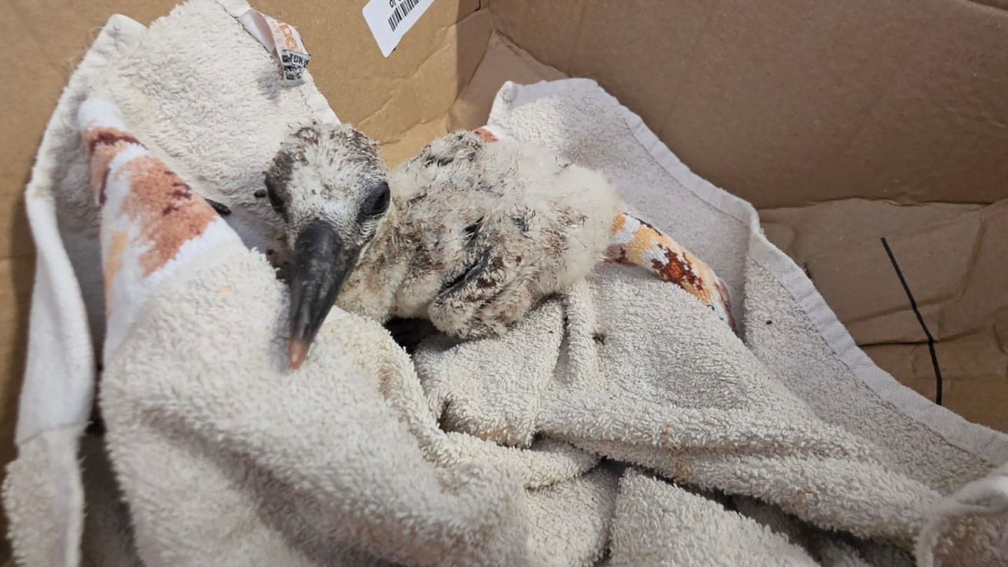 Den Sturz aus dem Nest hat dieses zwei Wochen alte Storchenküken überlebt: Feuerwehrleute retteten es vom Kirchendach in Freinsh