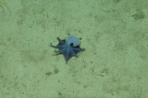 Blauer Mini-Oktopus