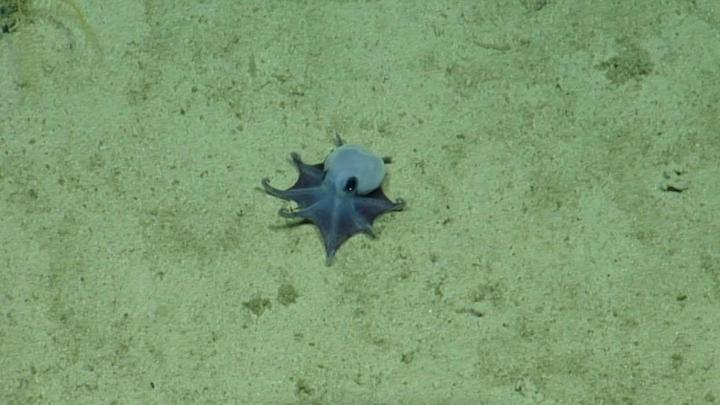 Blauer Mini-Oktopus