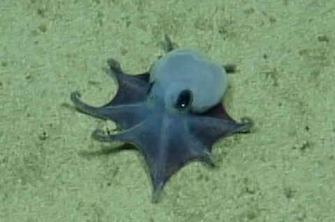 Der winzige blaue Oktopus ist in etwa so groß wie ein Golfball. Foto: -/Charles-Darwin-Stiftung/dpa