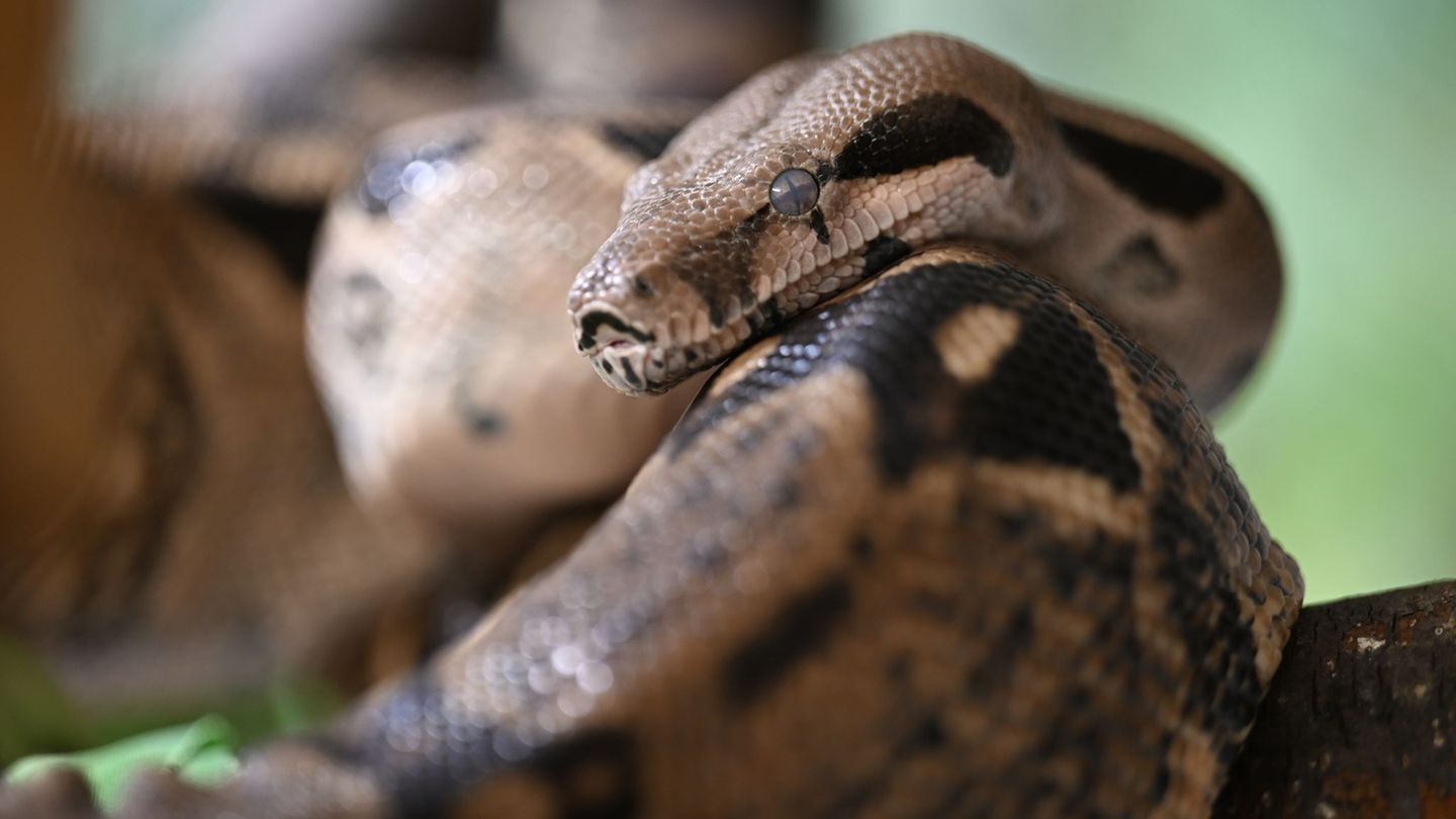 Die Boa constrictor war zwischen 1,50 und 1,80 Metern lang. (Symbolbild) Foto: Felix Kästle/dpa