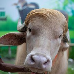 Albino-Büffel "Donald Trump"