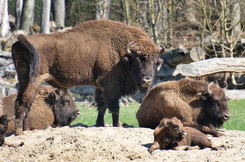 Bisons in einem Tierpark (Symbolbild)