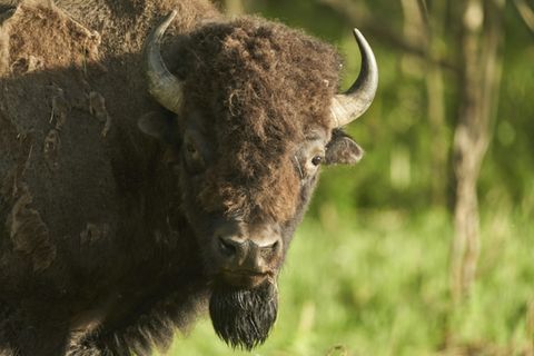 Bison, hier in Kanada