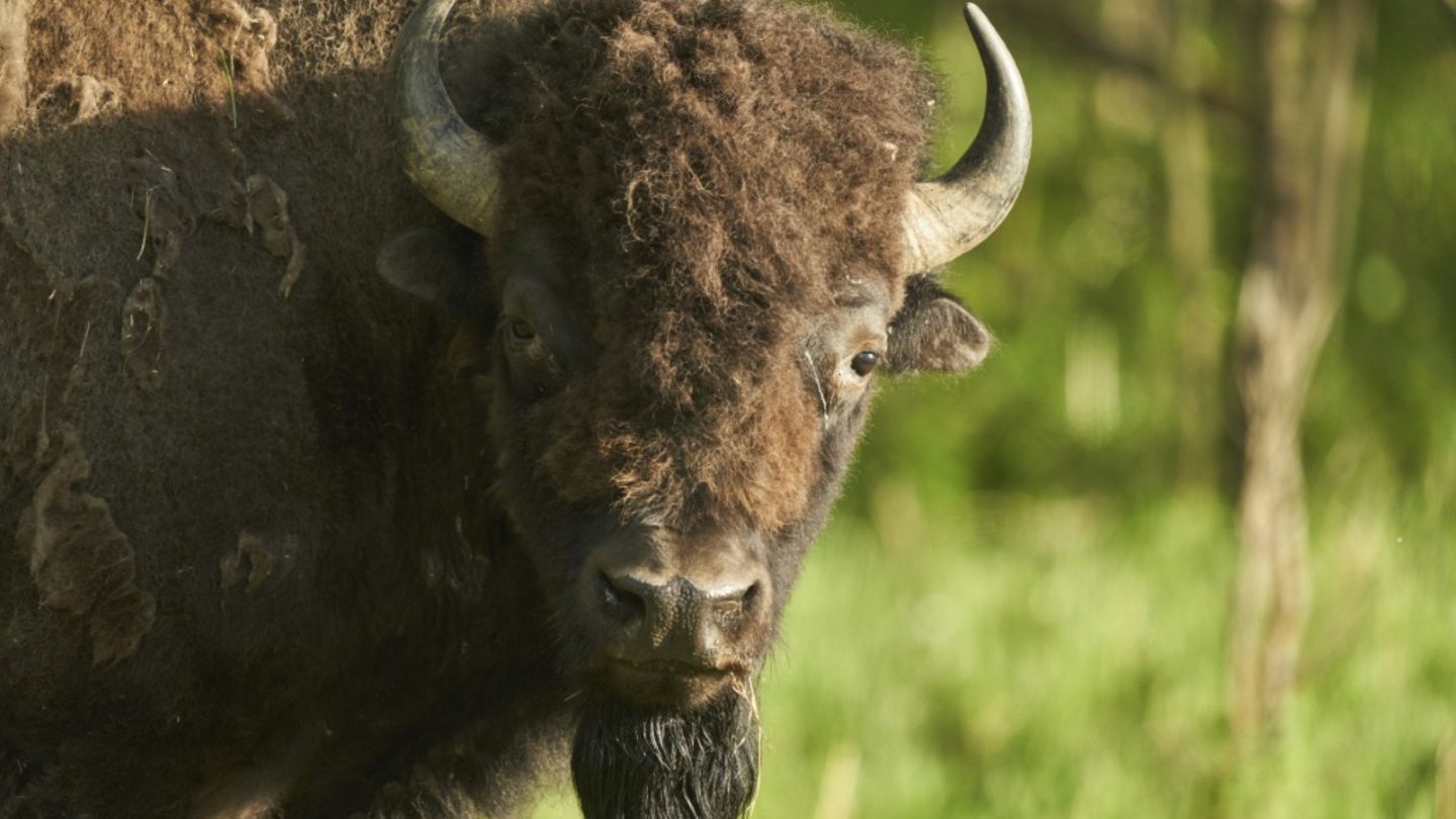 Bison, hier in Kanada